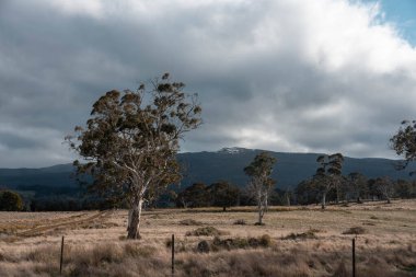 Avustralya inekleri çiftlikte yenileyici sığır çiftliği, karbon nötr çiftlik, ve toprak sağlığı odaklı