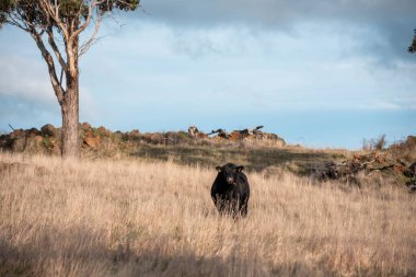 Avustralya inekleri çiftlikte yenileyici sığır çiftliği, karbon nötr çiftlik, ve toprak sağlığı odaklı