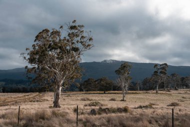 Avustralya Tazmanya sığır çiftliği rejeneratif sığır çiftliği, karbon nötr çiftliği, ve toprak sağlığı