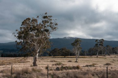 Avustralya Tazmanya sığır çiftliği rejeneratif sığır çiftliği, karbon nötr çiftliği, ve toprak sağlığı
