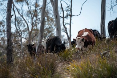 Avustralya inekleri çiftlikte yenileyici sığır çiftliği, karbon nötr çiftlik, ve toprak sağlığı odaklı