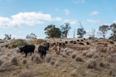 Avustralya inekleri çiftlikte yenileyici sığır çiftliği, karbon nötr çiftlik, ve toprak sağlığı odaklı