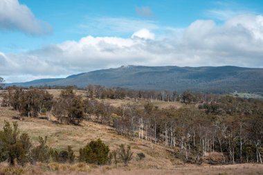 Avustralya inekleri çiftlikte yenileyici sığır çiftliği, karbon nötr çiftlik, ve toprak sağlığı odaklı