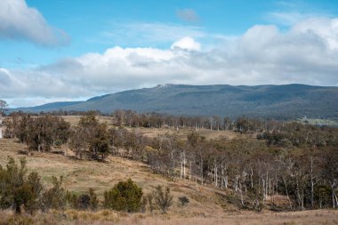 Avustralya Tazmanya sığır çiftliği rejeneratif sığır çiftliği, karbon nötr çiftliği, ve toprak sağlığı