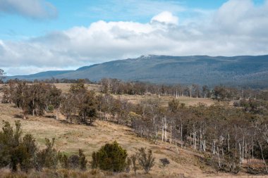 Avustralya Tazmanya sığır çiftliği rejeneratif sığır çiftliği, karbon nötr çiftliği, ve toprak sağlığı