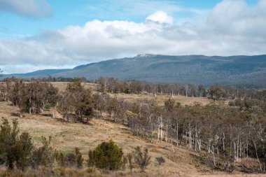 Avustralya Tazmanya sığır çiftliği rejeneratif sığır çiftliği, karbon nötr çiftliği, ve toprak sağlığı