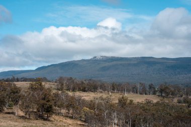 Avustralya Tazmanya sığır çiftliği rejeneratif sığır çiftliği, karbon nötr çiftliği, ve toprak sağlığı