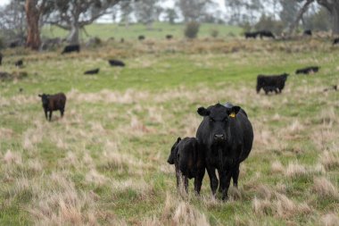 Avustralya Tazmanya sığır çiftliği rejeneratif sığır çiftliği, karbon nötr çiftliği, ve toprak sağlığı