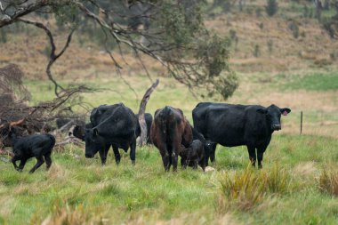Avustralya inekleri çiftlikte yenileyici sığır çiftliği, karbon nötr çiftlik, ve toprak sağlığı odaklı