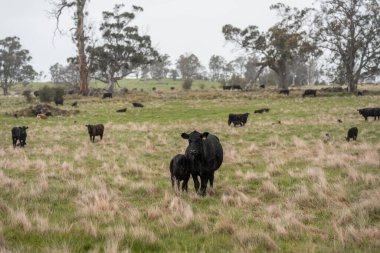 Avustralya Tazmanya sığır çiftliği rejeneratif sığır çiftliği, karbon nötr çiftliği, ve toprak sağlığı