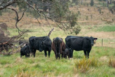 Avustralya inekleri çiftlikte yenileyici sığır çiftliği, karbon nötr çiftlik, ve toprak sağlığı odaklı