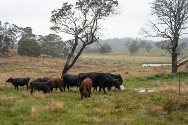 Avustralya inekleri çiftlikte yenileyici sığır çiftliği, karbon nötr çiftlik, ve toprak sağlığı odaklı