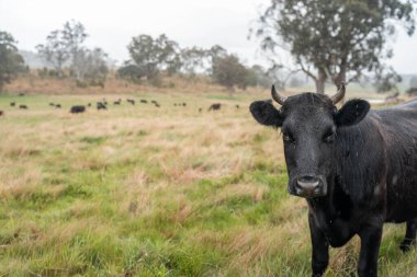 Avustralya inekleri çiftlikte yenileyici sığır çiftliği, karbon nötr çiftlik, ve toprak sağlığı odaklı