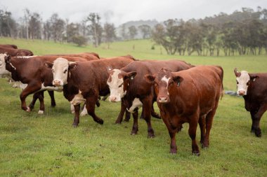 Avustralya inekleri çiftlikte yenileyici sığır çiftliği, karbon nötr çiftlik, ve toprak sağlığı odaklı