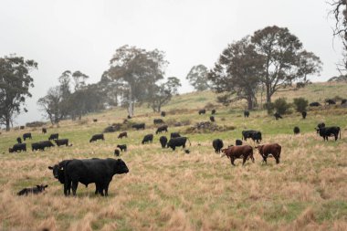 Avustralya Tazmanya sığır çiftliği rejeneratif sığır çiftliği, karbon nötr çiftliği, ve toprak sağlığı