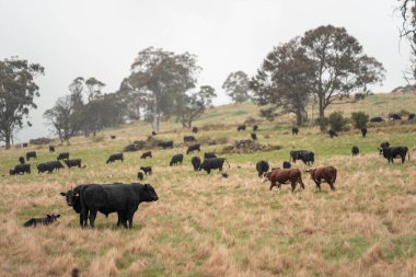 Avustralya Tazmanya sığır çiftliği rejeneratif sığır çiftliği, karbon nötr çiftliği, ve toprak sağlığı