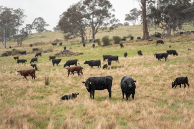 Avustralya inekleri çiftlikte yenileyici sığır çiftliği, karbon nötr çiftlik, ve toprak sağlığı odaklı