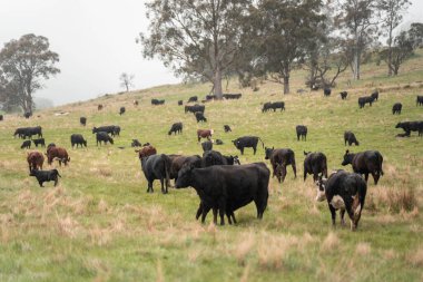 Avustralya inekleri çiftlikte yenileyici sığır çiftliği, karbon nötr çiftlik, ve toprak sağlığı odaklı