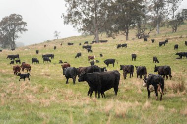 Avustralya Tazmanya sığır çiftliği rejeneratif sığır çiftliği, karbon nötr çiftliği, ve toprak sağlığı