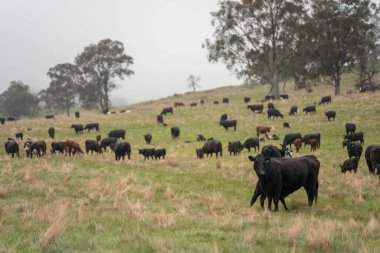 Avustralya Tazmanya sığır çiftliği rejeneratif sığır çiftliği, karbon nötr çiftliği, ve toprak sağlığı