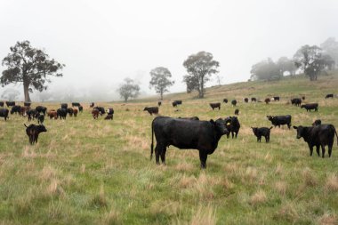 Avustralya inekleri çiftlikte yenileyici sığır çiftliği, karbon nötr çiftlik, ve toprak sağlığı odaklı