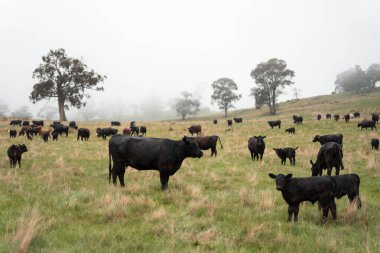 Avustralya Tazmanya sığır çiftliği rejeneratif sığır çiftliği, karbon nötr çiftliği, ve toprak sağlığı