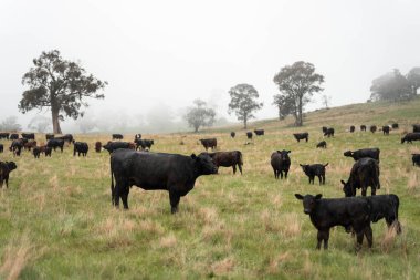 Avustralya inekleri çiftlikte yenileyici sığır çiftliği, karbon nötr çiftlik, ve toprak sağlığı odaklı