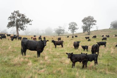 Avustralya inekleri çiftlikte yenileyici sığır çiftliği, karbon nötr çiftlik, ve toprak sağlığı odaklı