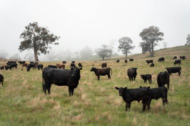 Avustralya Tazmanya sığır çiftliği rejeneratif sığır çiftliği, karbon nötr çiftliği, ve toprak sağlığı