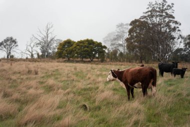 Avustralya Tazmanya sığır çiftliği rejeneratif sığır çiftliği, karbon nötr çiftliği, ve toprak sağlığı