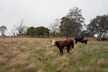 Avustralya Tazmanya sığır çiftliği rejeneratif sığır çiftliği, karbon nötr çiftliği, ve toprak sağlığı
