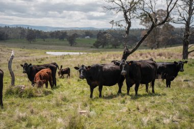Avustralya inekleri çiftlikte yenileyici sığır çiftliği, karbon nötr çiftlik, ve toprak sağlığı odaklı