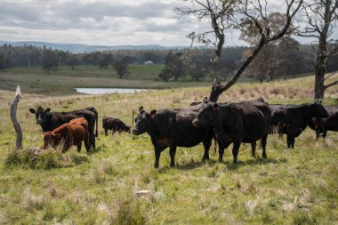 Avustralya inekleri çiftlikte yenileyici sığır çiftliği, karbon nötr çiftlik, ve toprak sağlığı odaklı