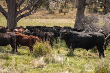 Avustralya inekleri çiftlikte yenileyici sığır çiftliği, karbon nötr çiftlik, ve toprak sağlığı odaklı