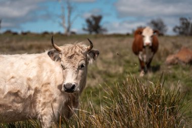 Avustralya inekleri çiftlikte yenileyici sığır çiftliği, karbon nötr çiftlik, ve toprak sağlığı odaklı