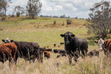 Avustralya inekleri çiftlikte yenileyici sığır çiftliği, karbon nötr çiftlik, ve toprak sağlığı odaklı