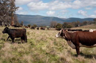 Avustralya inekleri çiftlikte yenileyici sığır çiftliği, karbon nötr çiftlik, ve toprak sağlığı odaklı