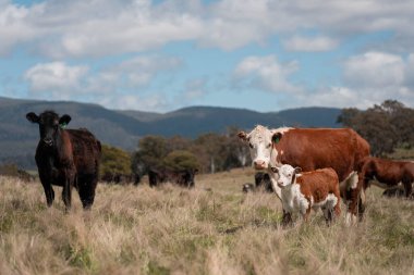 Avustralya inekleri çiftlikte yenileyici sığır çiftliği, karbon nötr çiftlik, ve toprak sağlığı odaklı