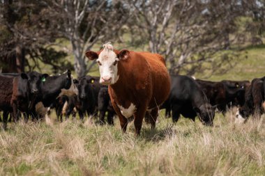 Avustralya inekleri çiftlikte yenileyici sığır çiftliği, karbon nötr çiftlik, ve toprak sağlığı odaklı