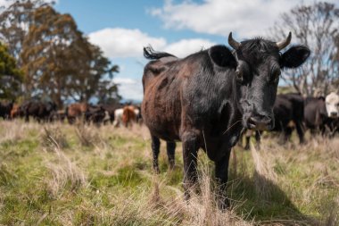 Avustralya Tazmanya sığır çiftliği rejeneratif sığır çiftliği, karbon nötr çiftliği, ve toprak sağlığı