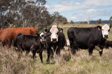 Avustralya inekleri çiftlikte yenileyici sığır çiftliği, karbon nötr çiftlik, ve toprak sağlığı odaklı