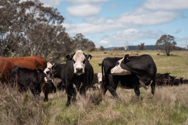 Avustralya inekleri çiftlikte yenileyici sığır çiftliği, karbon nötr çiftlik, ve toprak sağlığı odaklı