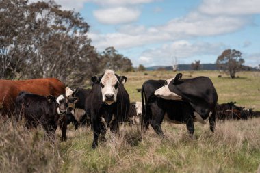 Avustralya inekleri çiftlikte yenileyici sığır çiftliği, karbon nötr çiftlik, ve toprak sağlığı odaklı