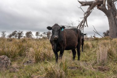 Avustralya inekleri çiftlikte yenileyici sığır çiftliği, karbon nötr çiftlik, ve toprak sağlığı odaklı