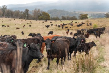 Avustralya inekleri çiftlikte yenileyici sığır çiftliği, karbon nötr çiftlik, ve toprak sağlığı odaklı
