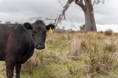 Avustralya inekleri çiftlikte yenileyici sığır çiftliği, karbon nötr çiftlik, ve toprak sağlığı odaklı