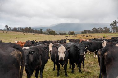 Avustralya inekleri çiftlikte yenileyici sığır çiftliği, karbon nötr çiftlik, ve toprak sağlığı odaklı