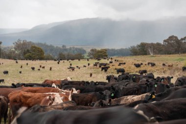 Avustralya inekleri çiftlikte yenileyici sığır çiftliği, karbon nötr çiftlik, ve toprak sağlığı odaklı