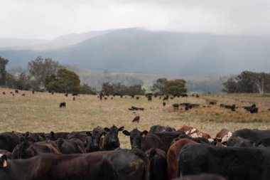 Avustralya inekleri çiftlikte yenileyici sığır çiftliği, karbon nötr çiftlik, ve toprak sağlığı odaklı