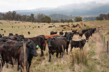 Avustralya Tazmanya sığır çiftliği rejeneratif sığır çiftliği, karbon nötr çiftliği, ve toprak sağlığı